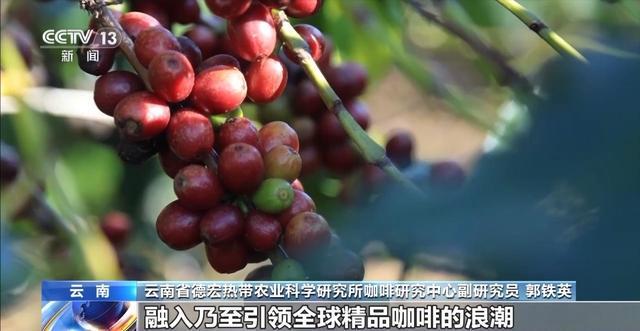“混搭”经营 云南“咖啡＋”成消费新时尚mg不朽情缘游戏试玩丨用好豆出好咖啡(图6)