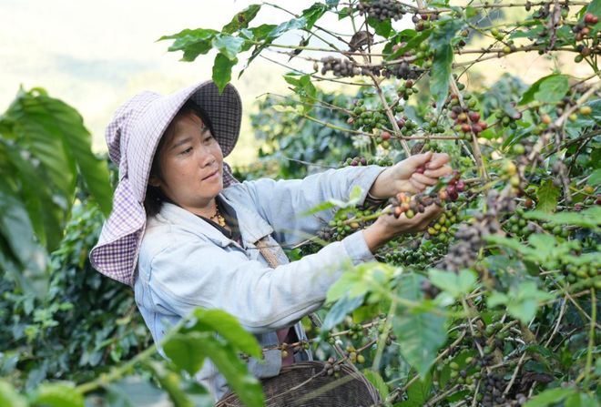 烟火 一粒咖啡豆的云南奇旅不朽情缘平台登录入口国寿映(图2) 烟火 一粒咖啡豆的云南奇旅不朽情缘平台登录入口国寿映(图2)