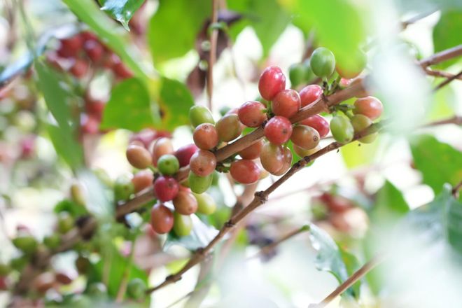 烟火 一粒咖啡豆的云南奇旅不朽情缘平台登录入口国寿映(图4) 烟火 一粒咖啡豆的云南奇旅不朽情缘平台登录入口国寿映(图4)