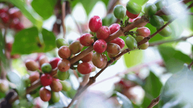 烟火 一粒咖啡豆的云南奇旅不朽情缘平台登录入口国寿映(图5) 烟火 一粒咖啡豆的云南奇旅不朽情缘平台登录入口国寿映(图5)